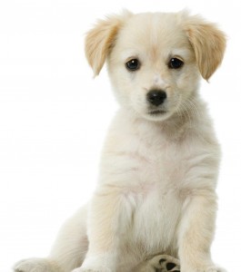 Cifras cachorro