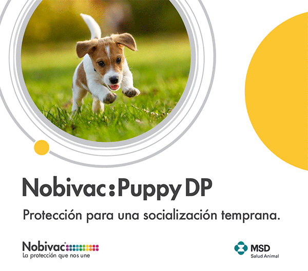 MSD – 360vet – Novibac Puppy DP  – Agosto septiembre 22 – Lat