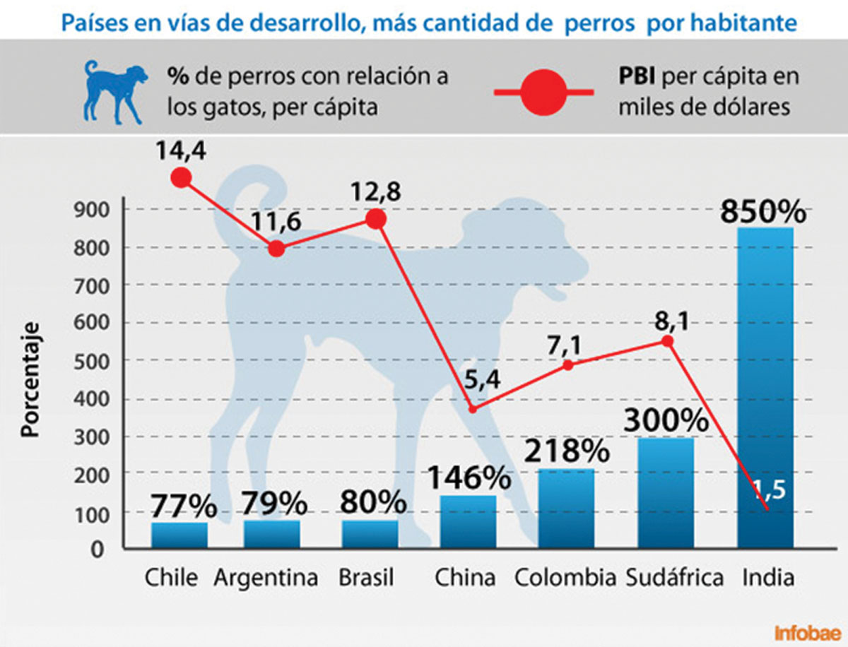 Grafico Big Cat