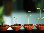 ¿Cómo puedo hacer crecer mi negocio?