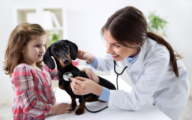 Vet
