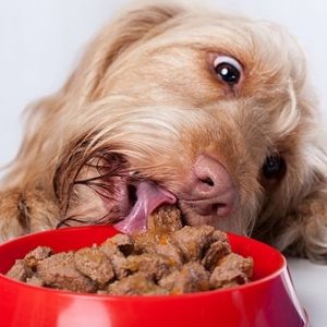 Doggi