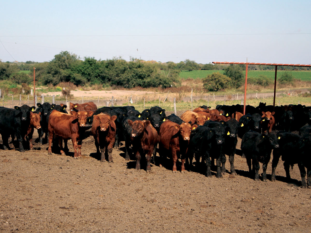 Claves para avanzar en una consultoría veterinaria