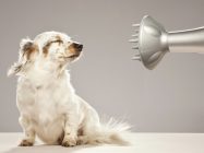 Comment Toiletter Son Chien