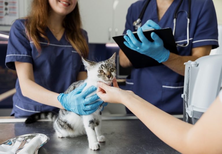 Gatito En La Veterinaria 2