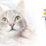 Pastas Para Gatos Holliday