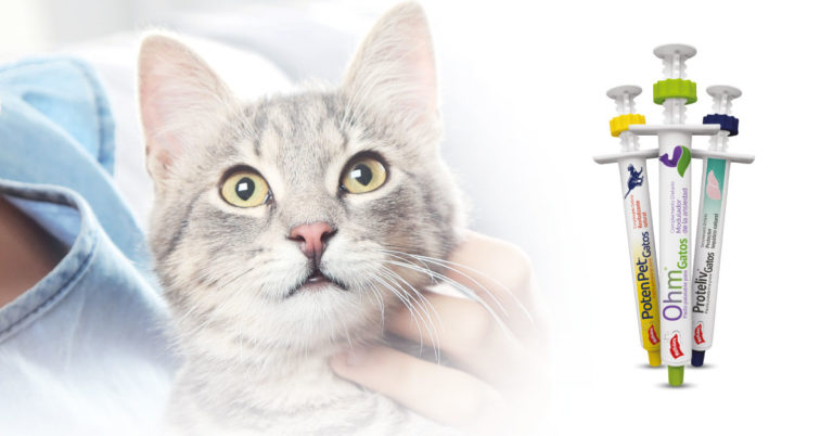 Pastas Para Gatos Holliday
