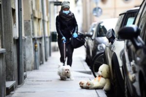 Perro En Coronavirus