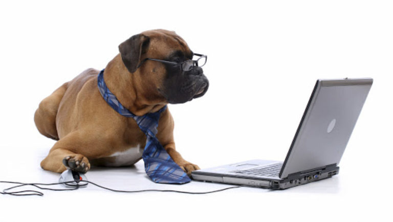 Perro Con Compu