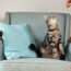 Gato Sentado Con Seresto