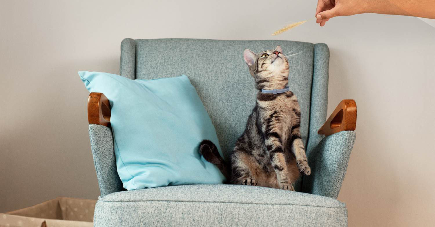 Gato Sentado Con Seresto