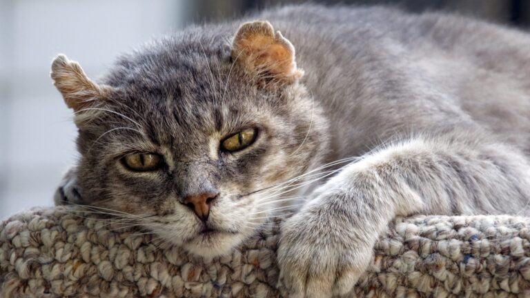Gato Viejo