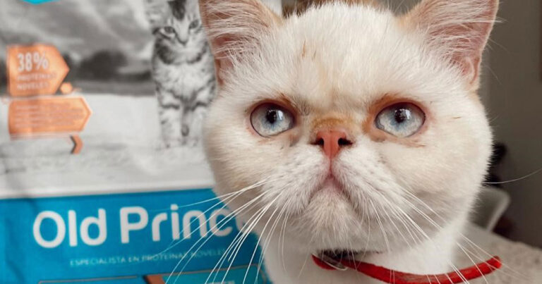 Gatos: Los Problemas Que Conlleva Una Alimentación Incorrecta