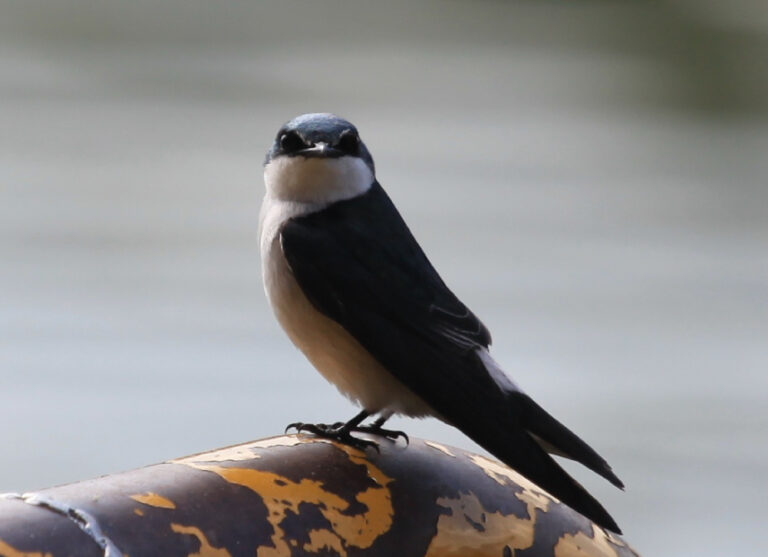 Golondrina Dest