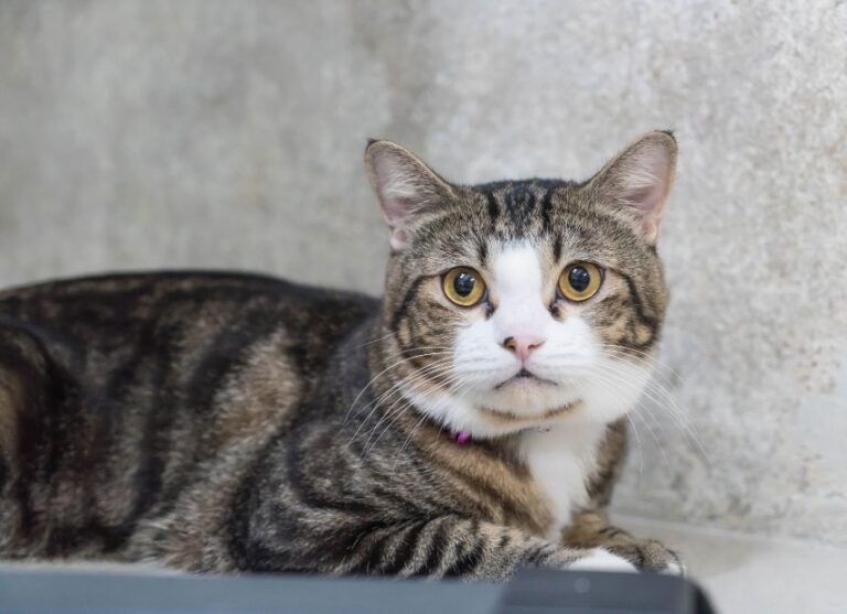 Gatito Gris Destacado