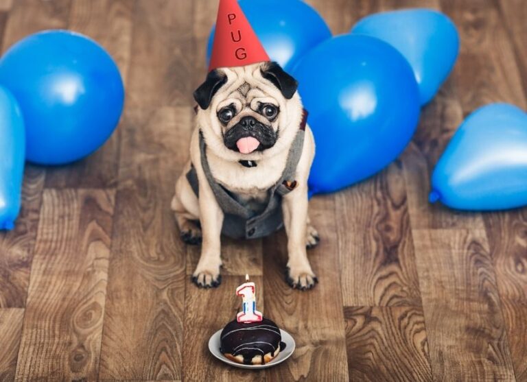 Perro De Cumple Destacado