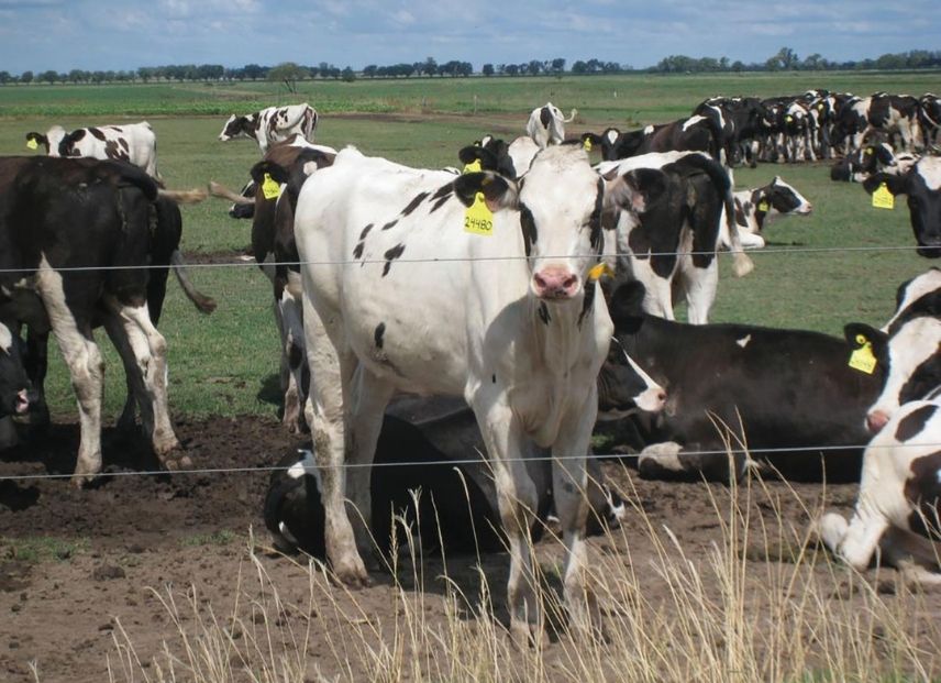 A Los Números: ¿Cuándo Se Repaga Una Vaca En El Tambo?