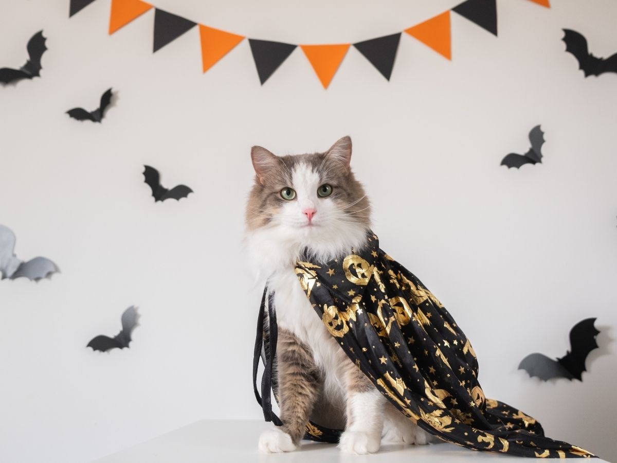 Halloween Vet 1