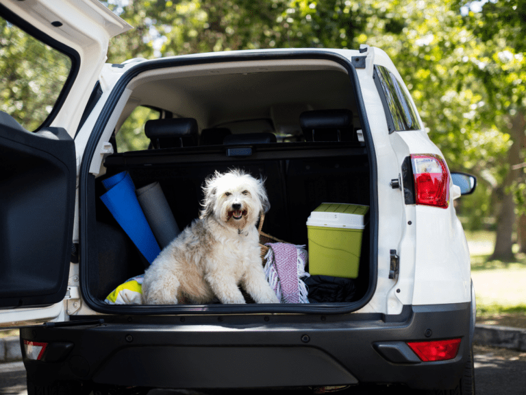 Perro De Viaje 1