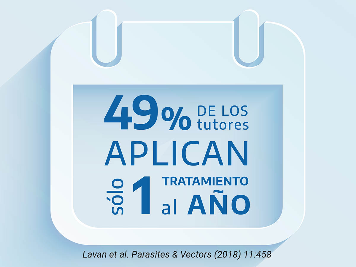 Clave. Un control eficaz de las pulgas comienza con una comunicación efectiva entre los veterinarios y sus clientes.