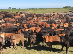 Grassfed 1
