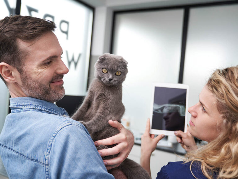 ¿Cómo Leer Al Tutor Del Gato?