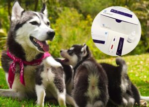 ¿Cómo Es El Nuevo Test Rápido Para Detección De Brucelosis Canina?