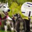 ¿Cómo Es El Nuevo Test Rápido Para Detección De Brucelosis Canina?