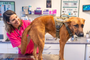 Veterinary Clinic Veterinary Woman In Pink Unifor 11 07 23 32 58 Utc 1