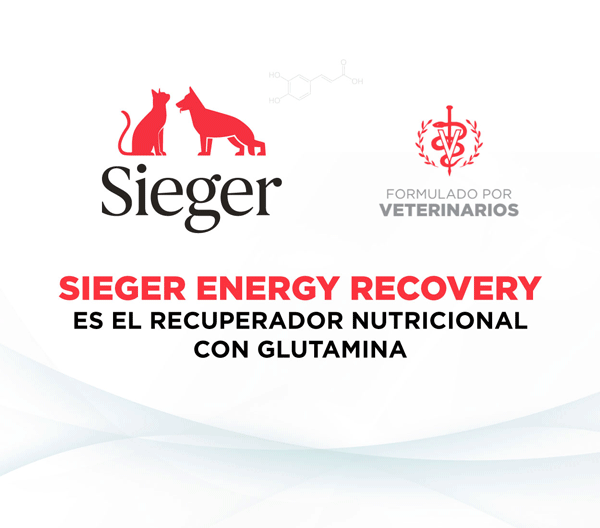 Sieger – 360Vet – Recovery – Dic 2023 – Lat