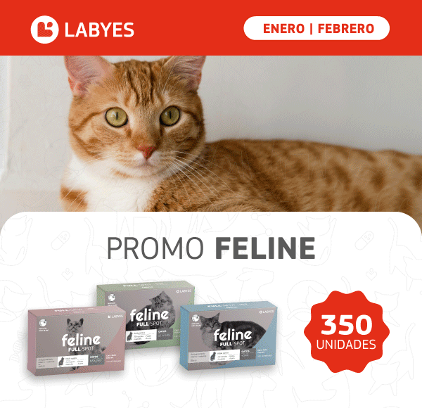 LAT – LABYES – FEB